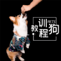 训狗教程大全官方手机版